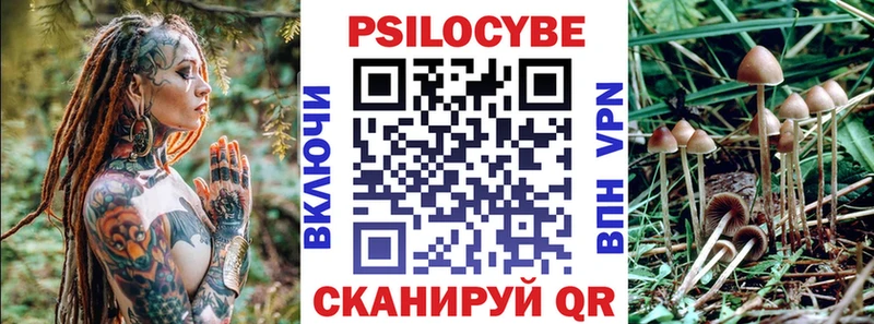 Купить  Жиздра  Псилоцибиновые грибы Psilocybe 
